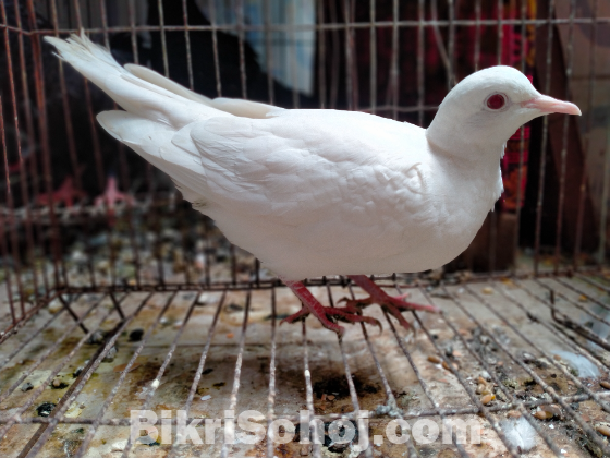 Whaite dove female
